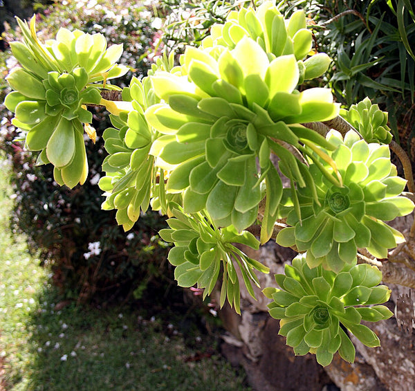Aeonium Succulent — photo: Hedwig Storch, CC BY-SA 3.0, via Wikimedia Commons