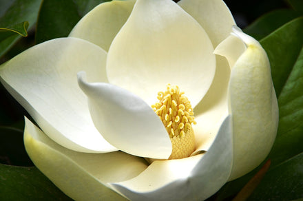 Southern Magnolia 'Little Gem' Tree