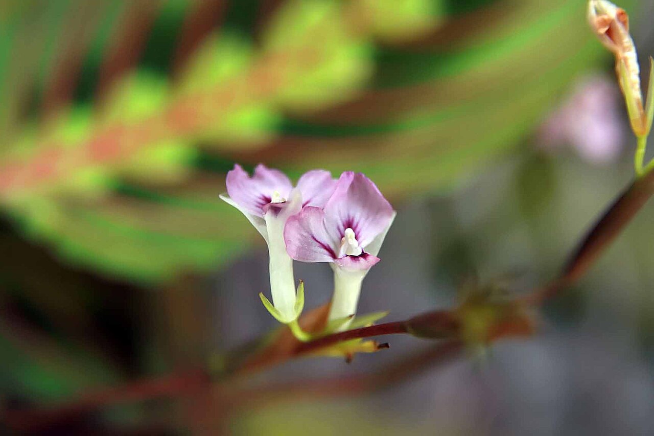 Prayer Plant (Maranta) (Maranta leuconeura) — live plant from Wade Greens