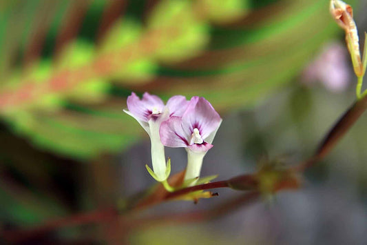 Prayer Plant (Maranta) (Maranta leuconeura) - live plant from Wade Greens