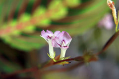 Prayer Plant (Maranta) (Maranta leuconeura) — live plant from Wade Greens
