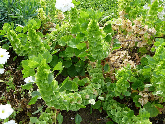 Bells of Ireland (Moluccella laevis) - live plant from Wade Greens