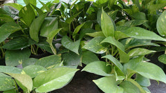 Hawaiian Pothos (Epipremnum aureum 'Hawaiian') — live plant from Wade Greens