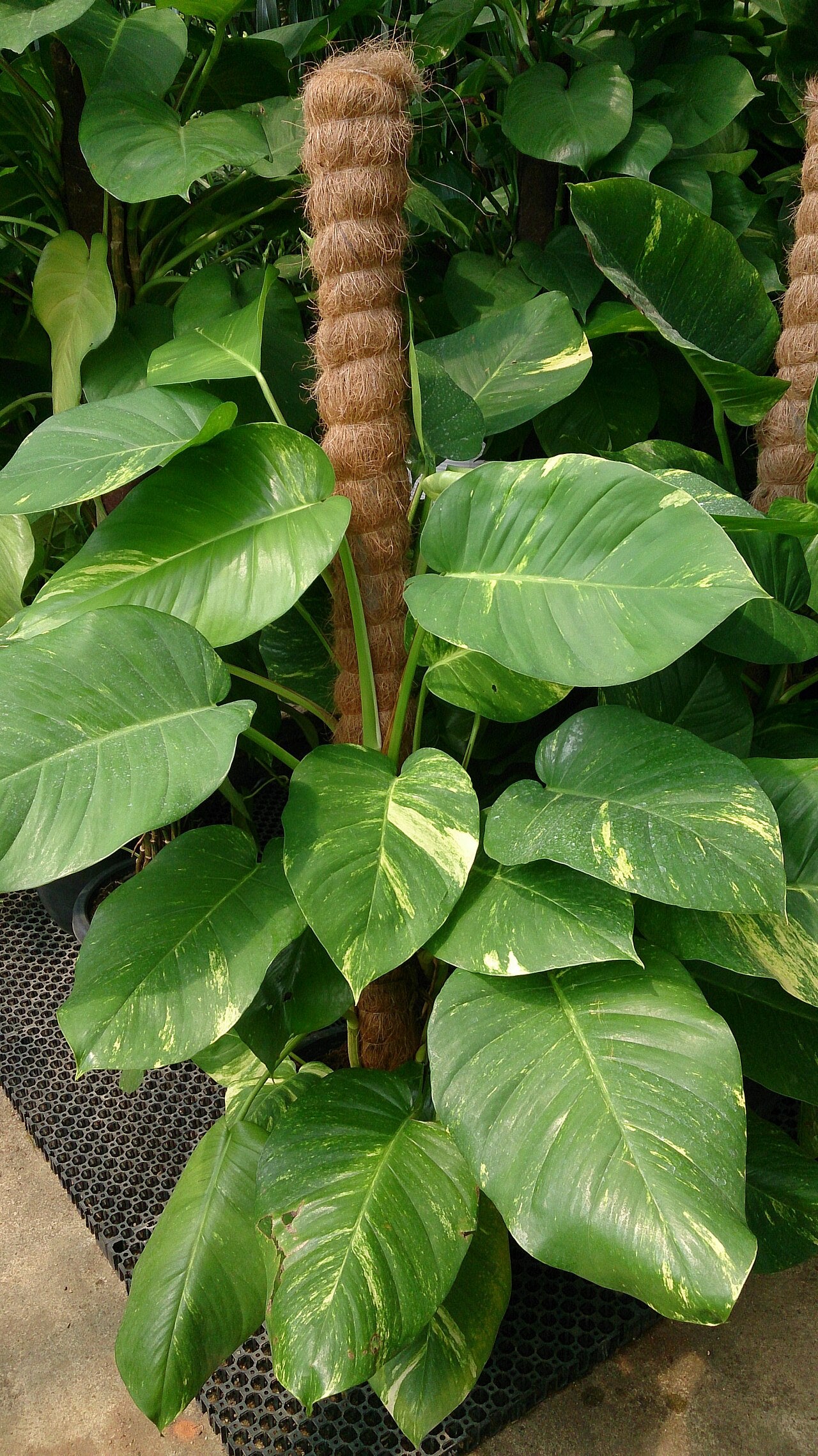 Marble Queen Pothos (Epipremnum aureum 'Marble Queen') — live plant from Wade Greens