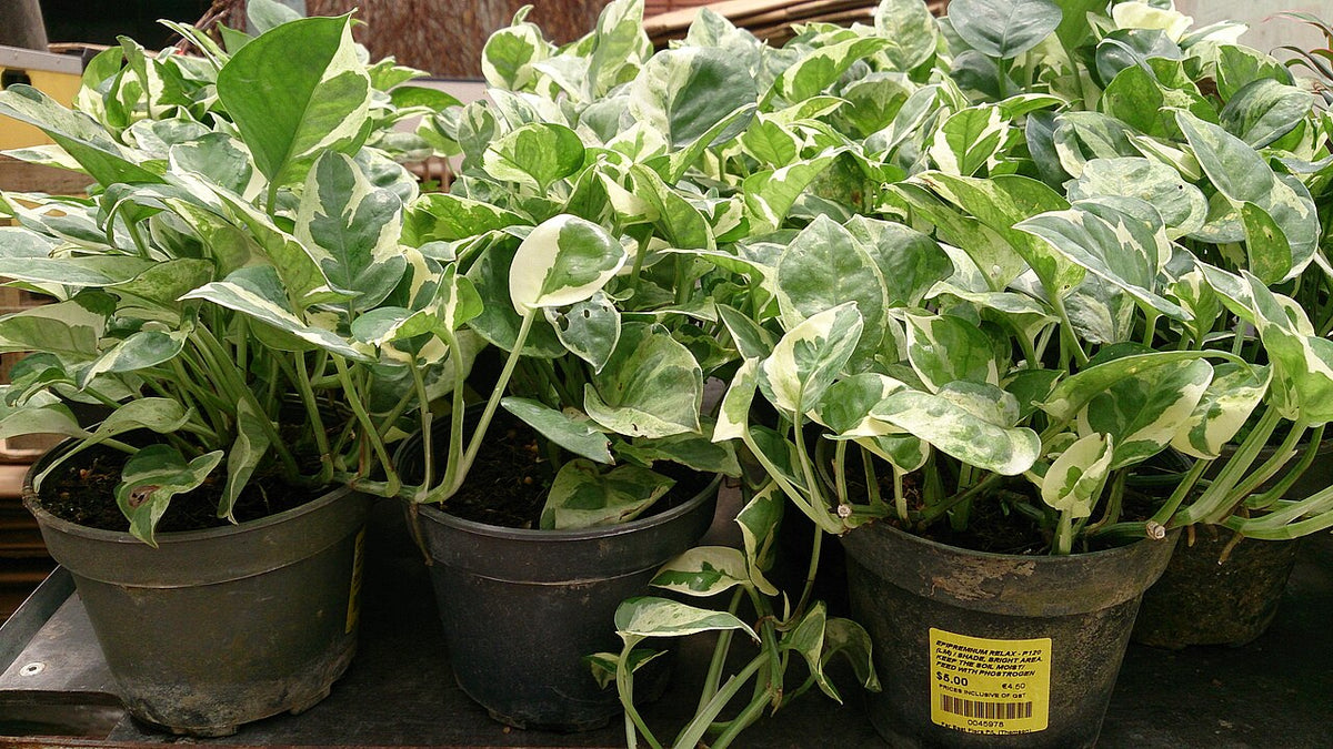 Marble Queen Pothos (Epipremnum aureum 'Marble Queen') — live plant from Wade Greens