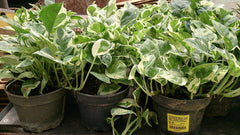 Marble Queen Pothos (Epipremnum aureum 'Marble Queen') — live plant from Wade Greens