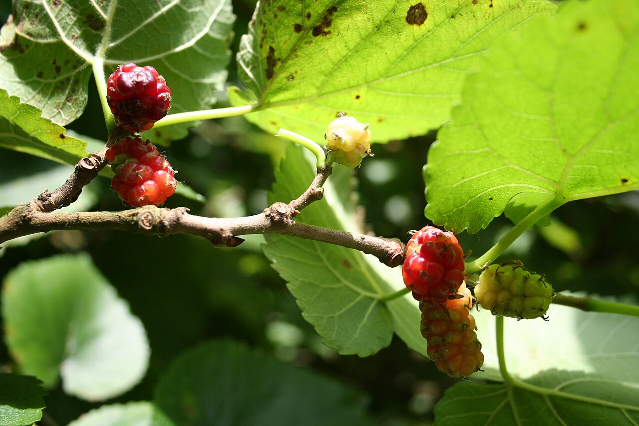 Mulberries — photo: Jean-Pol GRANDMONT, CC BY 3.0, via Wikimedia Commons
