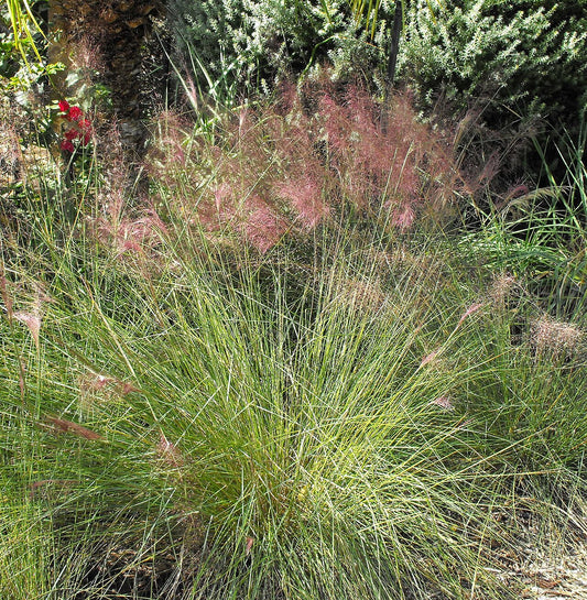 Gulf Muhly Grass (Muhlenbergia capillaris) - live plant from Wade Greens