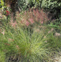 Gulf Muhly Grass (Muhlenbergia capillaris) - live plant from Wade Greens