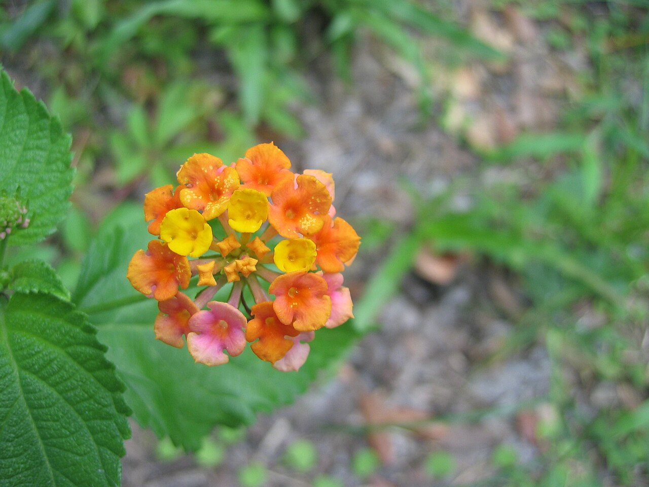 Lantana (Lantana camara) — live plant from Wade Greens