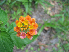 Lantana (Lantana camara) — live plant from Wade Greens