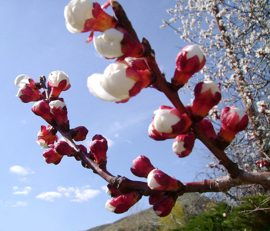 Nectarine Tree — photo: Christopher Thomas, CC BY-SA 2.5, via Wikimedia Commons