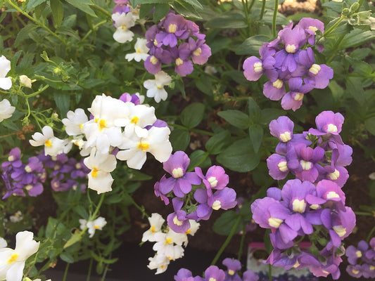 Nemesia in bloom, massed purple and white flowers. Photo: Canley, CC BY-SA 4.0, via Wikimedia Commons.