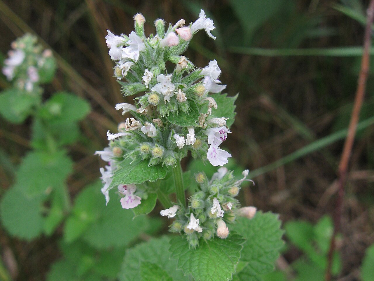 Catnip (Nepeta cataria) live herb plant from Wade Greens