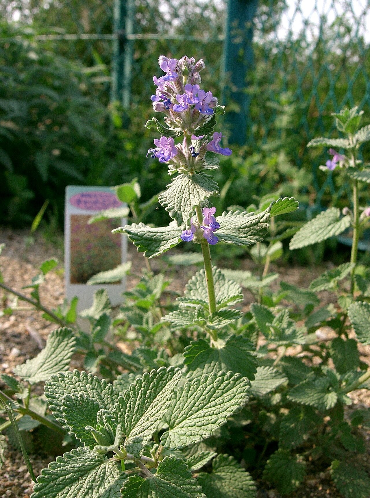 Catmint (Nepeta) Live Plant — photo: KENPEI, CC BY-SA 3.0, via Wikimedia Commons