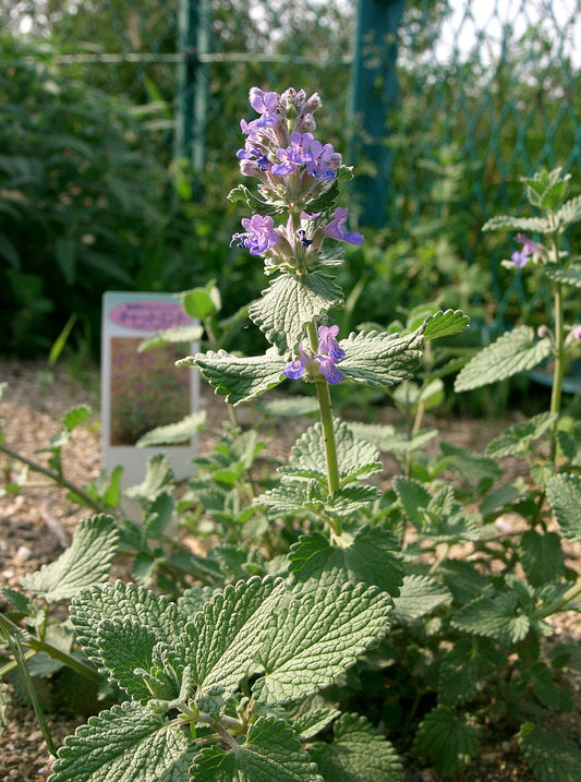 Catmint (Nepeta) Live Plant — photo: KENPEI, CC BY-SA 3.0, via Wikimedia Commons