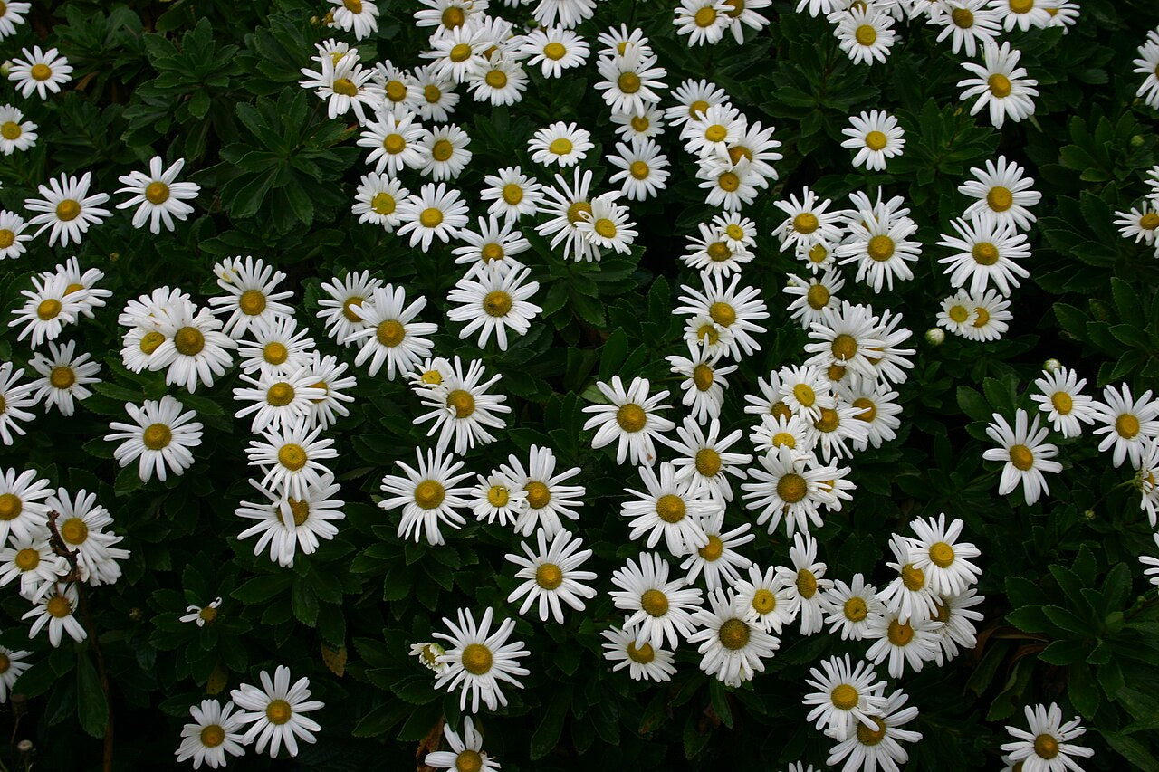 Montauk Daisy (Nipponanthemum nipponicum) — live plant from Wade Greens