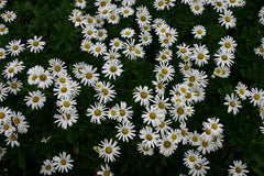 Montauk Daisy (Nipponanthemum nipponicum) — live plant from Wade Greens