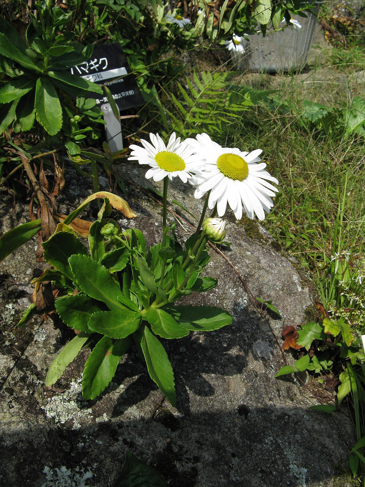 Montauk Daisy (Nipponanthemum nipponicum) — live plant from Wade Greens