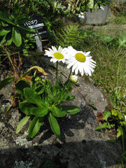 Montauk Daisy (Nipponanthemum nipponicum) — live plant from Wade Greens