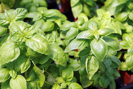 Sweet Basil (Genovese) Live Herb Plant