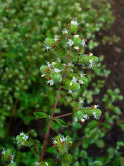 Marjoram Live Herb Plant — photo: H. Zell, CC BY-SA 3.0, via Wikimedia Commons