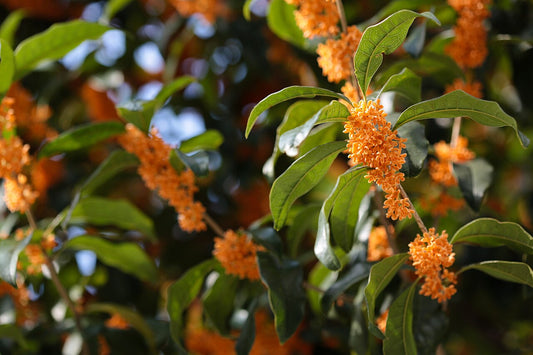 Tea Olive Shrub — photo: Laitr Keiows, CC BY-SA 3.0, via Wikimedia Commons