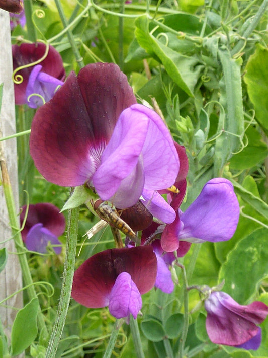 Sweet Pea (Lathyrus odoratus) - live plant from Wade Greens