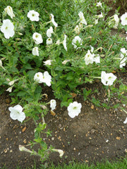Petunia / Supertunia (Petunia) — live plant from Wade Greens