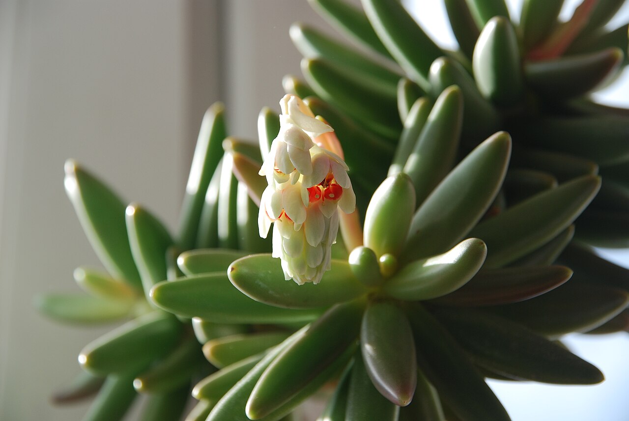 Pachyphytum 'Moonstones' (Pachyphytum oviferum) — live plant from Wade Greens