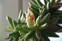 Pachyphytum 'Moonstones' (Pachyphytum oviferum) — live plant from Wade Greens