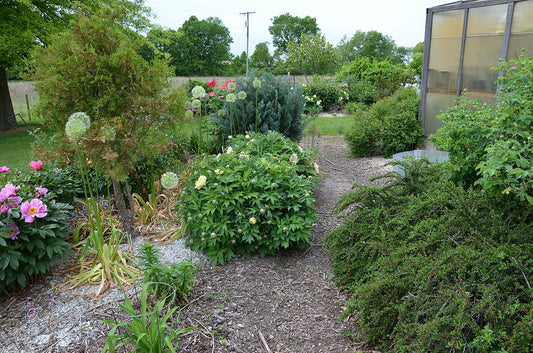 Peonies (Paeonia) - live plant from Wade Greens