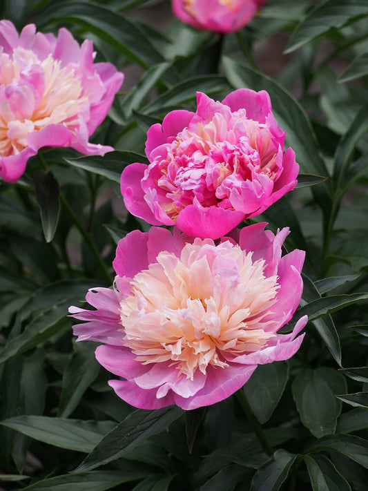 Peonies (Paeonia) - live plant from Wade Greens