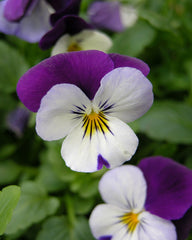 Pansy & Viola (Viola) — live plant from Wade Greens