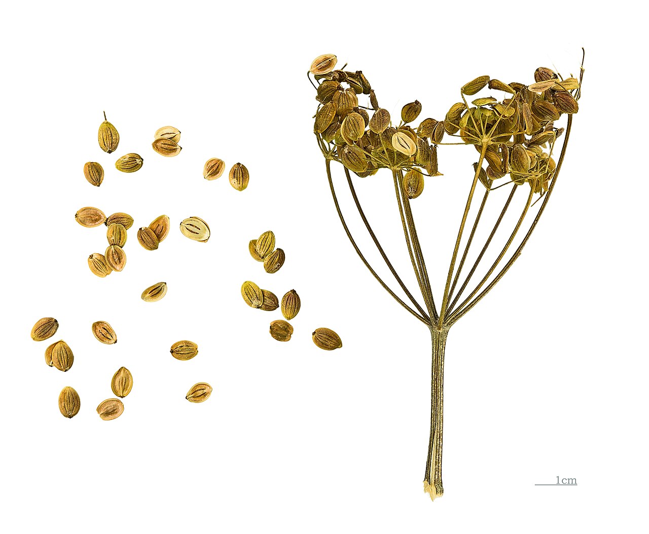Parsnip Starter Plant — photo: Didier Descouens, CC BY-SA 4.0, via Wikimedia Commons