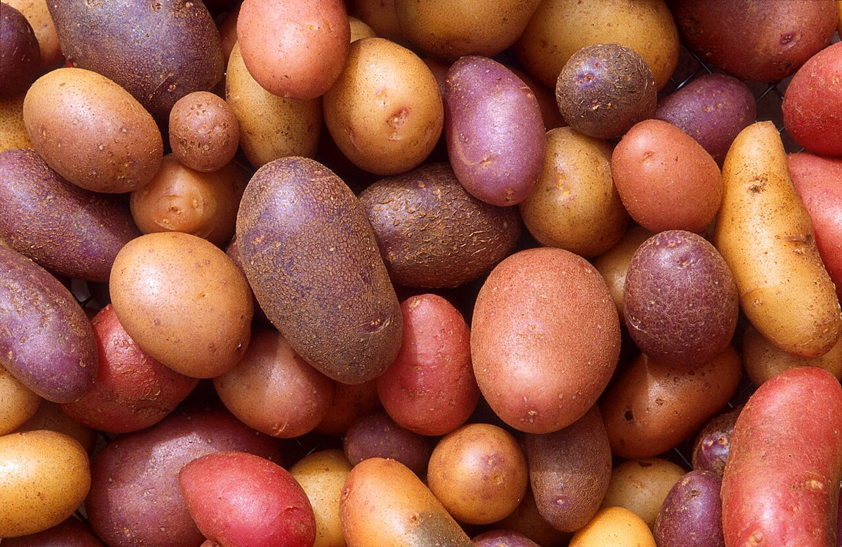 Red Seed Potatoes — photo: Scott Bauer, USDA ARS, Public domain, via Wikimedia Commons