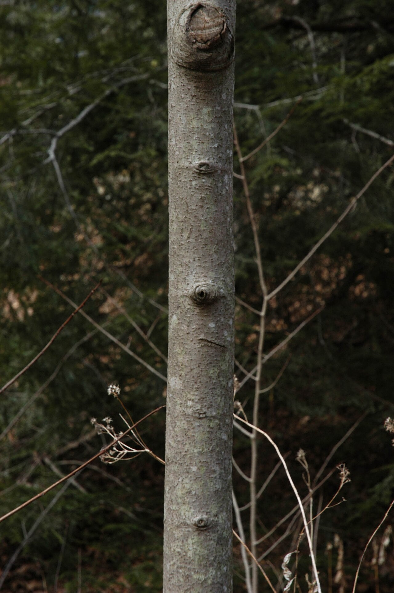 Pawpaw Tree Sapling (Asimina triloba) — live plant from Wade Greens