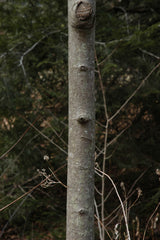 Pawpaw Tree Sapling (Asimina triloba) — live plant from Wade Greens