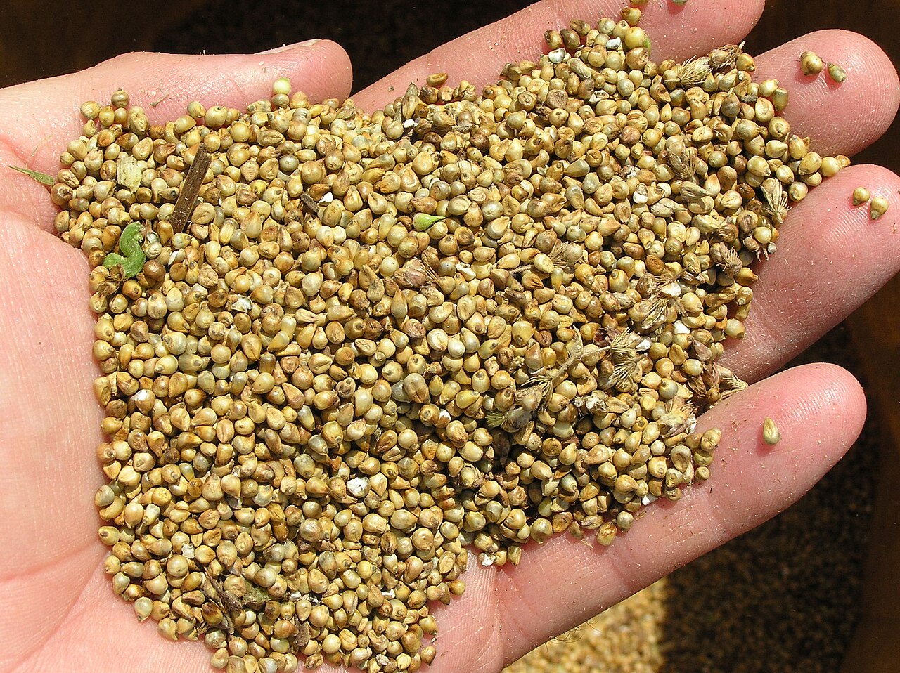 Ornamental Millet (Pennisetum glaucum) — live plant from Wade Greens