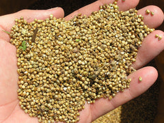 Ornamental Millet (Pennisetum glaucum) — live plant from Wade Greens