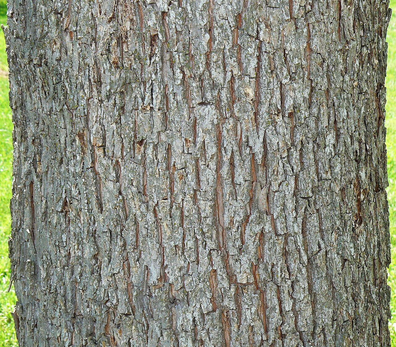 Pecan Tree Sapling (Carya illinoinensis) — live plant from Wade Greens
