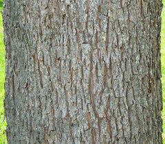 Pecan Tree Sapling (Carya illinoinensis) — live plant from Wade Greens