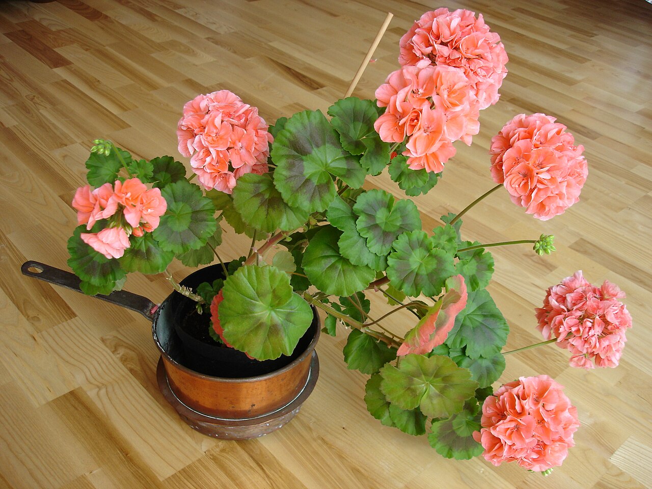 Geranium (Pelargonium) (Pelargonium) — live plant from Wade Greens