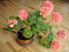 Geranium (Pelargonium) (Pelargonium) — live plant from Wade Greens
