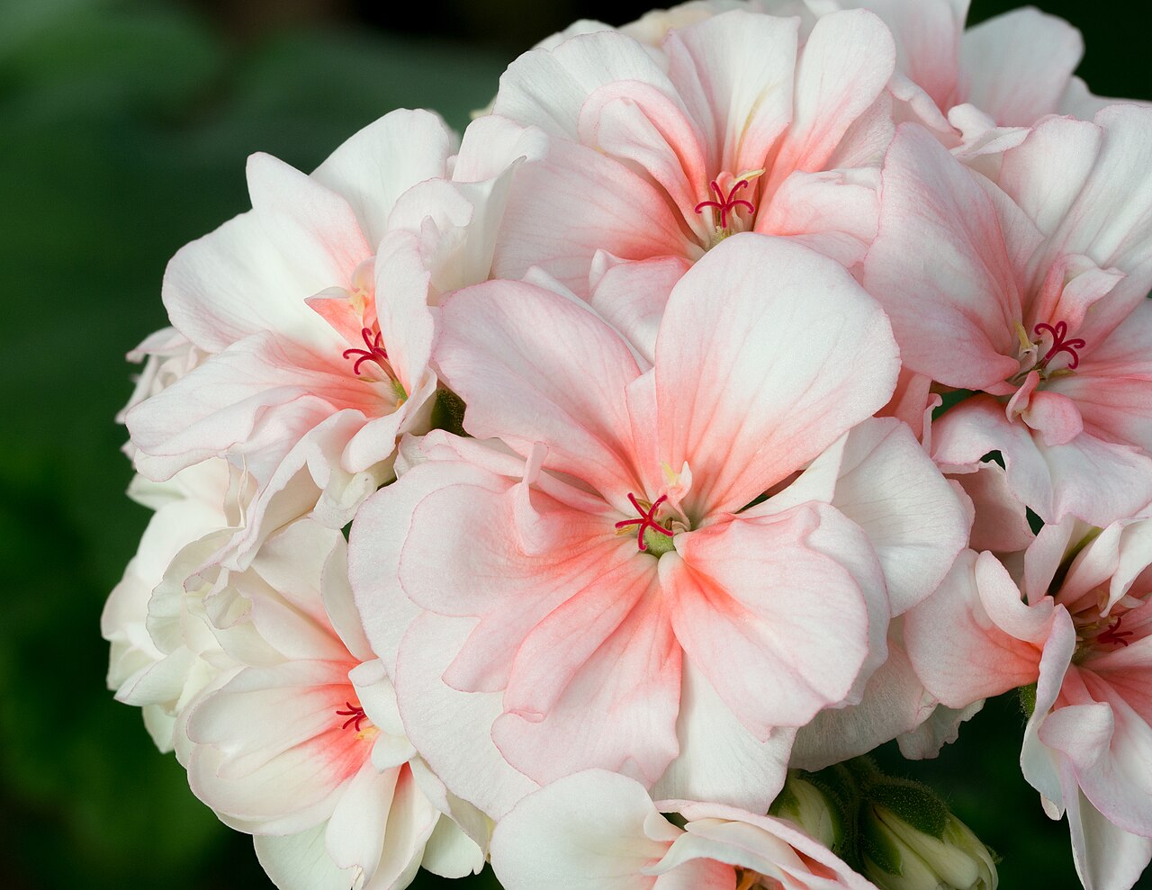 Geranium (Pelargonium) (Pelargonium) — live plant from Wade Greens