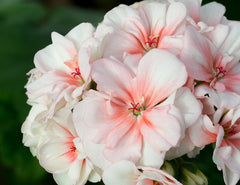 Geranium (Pelargonium) (Pelargonium) — live plant from Wade Greens