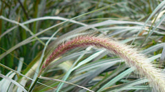 Fountain Grass (Pennisetum) (Pennisetum) — live plant from Wade Greens