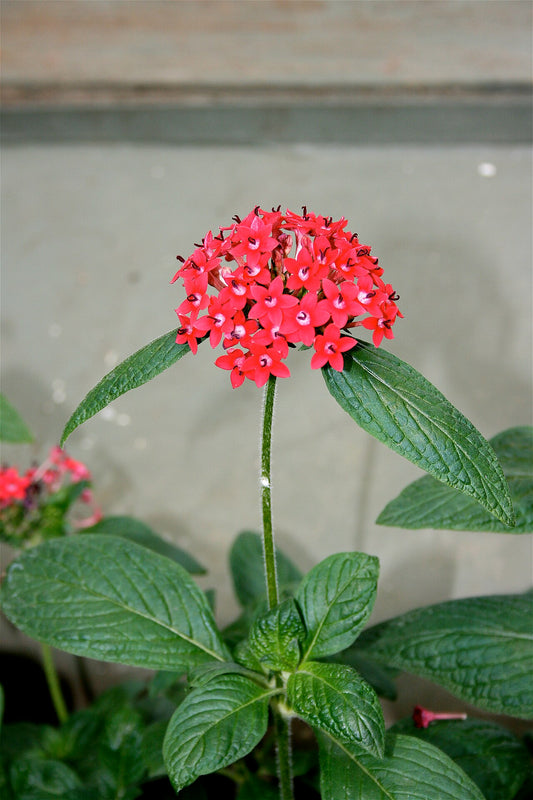 Pentas Live Plant — photo: Cody Hough, CC BY-SA 3.0, via Wikimedia Commons
