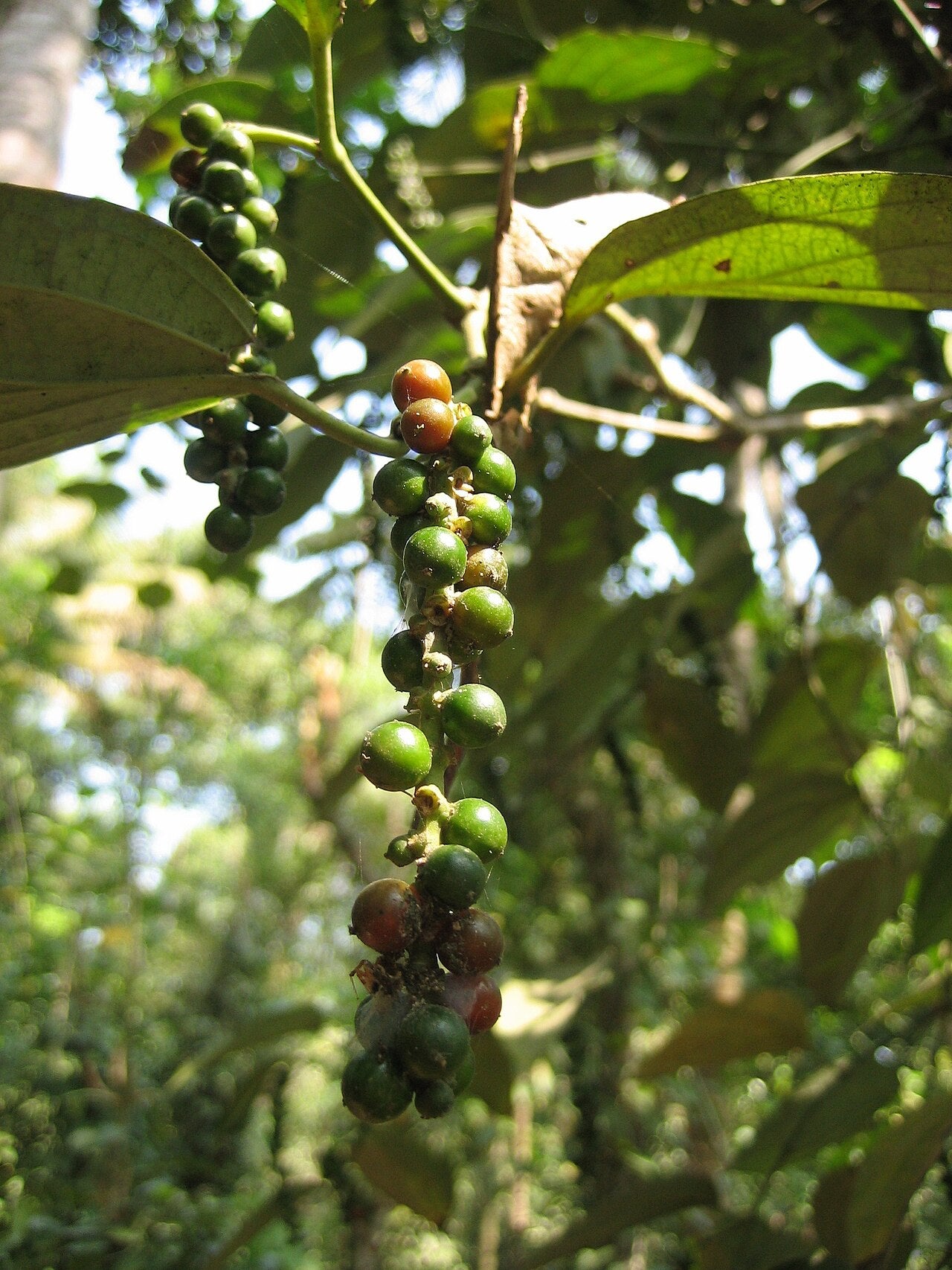 Whole peppercorns from Wade Greens
