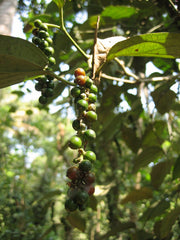 Whole peppercorns from Wade Greens